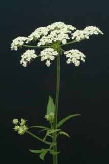 Vegetable, plant, food, agriculture, horticulture, sugar root, Sisum sisarum, Sium, Skirret,