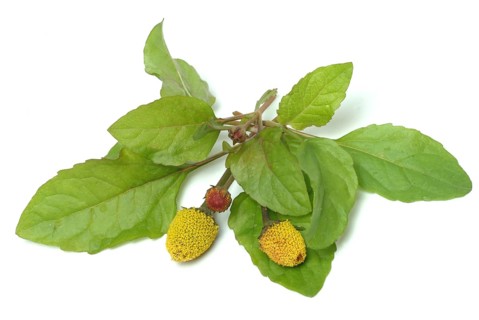 Food, Lettuce, Medicinal plant, Paracress, Jambu, Acmella oleracea