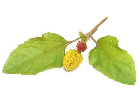 Food, Lettuce, Medicinal plant, Paracress, Jambu, Acmella oleracea