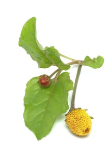 Food, Lettuce, Medicinal plant, Paracress, Jambu, Acmella oleracea