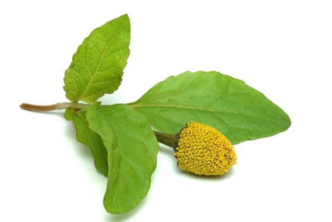 Food, Lettuce, Medicinal plant, Paracress, Jambu, Acmella oleracea