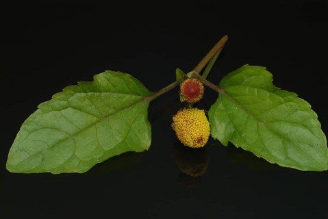 Food, Lettuce, Medicinal plant, Paracress, Jambu, Acmella oleracea