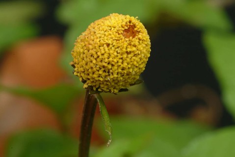 Food, Lettuce, Medicinal plant, Paracress, Jambu, Acmella oleracea