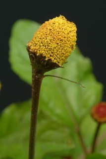 Food, Lettuce, Medicinal plant, Paracress, Jambu, Acmella oleracea