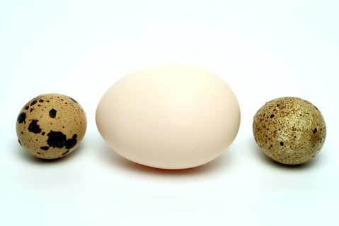 Food, quail eggs, cracked egg of the quail, Coturnix coturnix, compared to a hen's egg