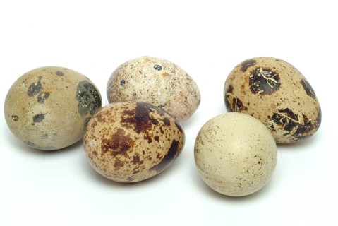 Food, quail eggs, cracked quail egg, Coturnix coturnix