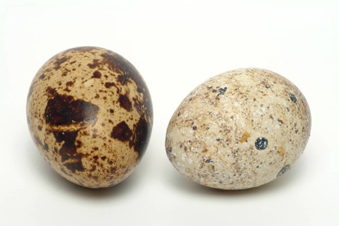 Food, quail eggs, cracked quail egg, Coturnix coturnix