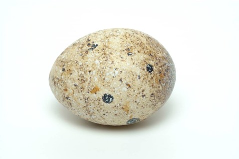 Food, quail eggs, cracked quail egg, Coturnix coturnix