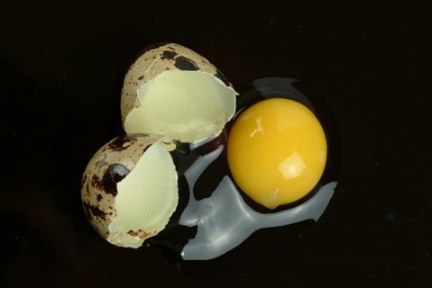 Food, quail eggs, cracked quail egg, Coturnix coturnix