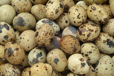Food, quail eggs, cracked quail egg, Coturnix coturnix