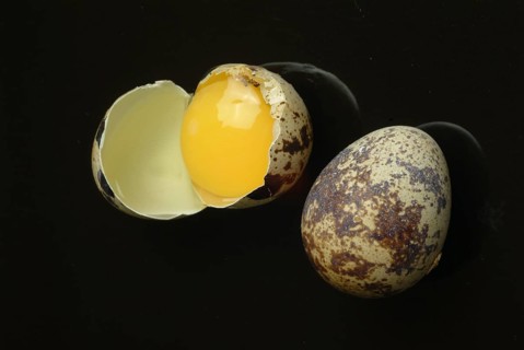 Food, quail eggs, cracked quail egg, Coturnix coturnix