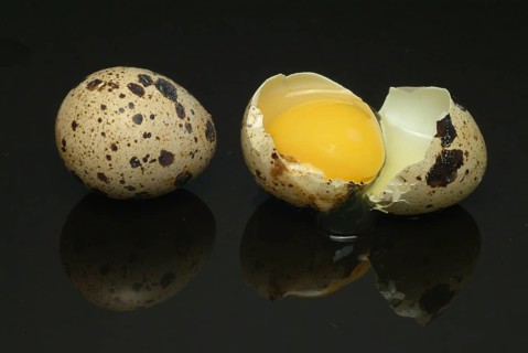 Food, quail eggs, cracked quail egg, Coturnix coturnix