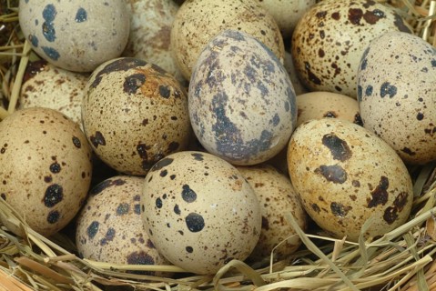 Food, quail eggs, cracked quail egg, Coturnix coturnix
