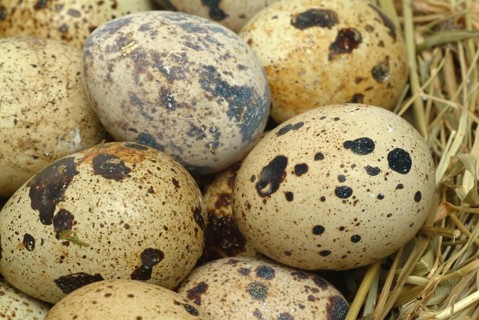 Food, quail eggs, cracked quail egg, Coturnix coturnix