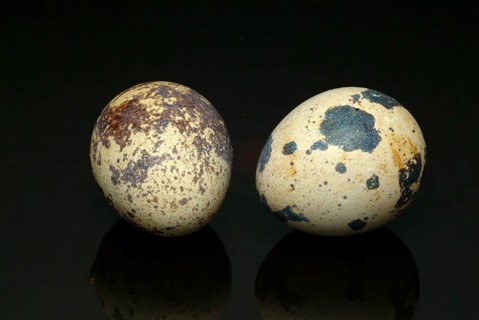 Food, quail eggs, cracked quail egg, Coturnix coturnix
