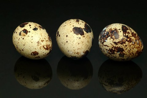 Food, quail eggs, cracked quail egg, Coturnix coturnix
