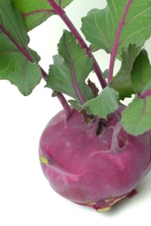 Vegetable, garden plant, blue kohlrabi, Brassica oleracea var. gongylodes