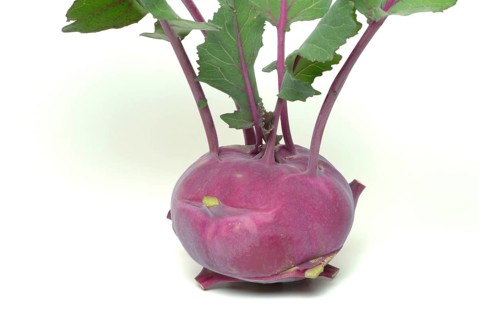 Vegetable, garden plant, blue kohlrabi, Brassica oleracea var. gongylodes