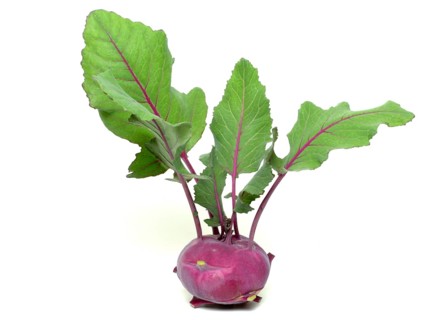 Vegetable, garden plant, blue kohlrabi, Brassica oleracea var. gongylodes