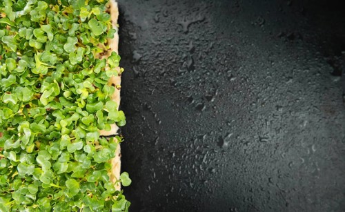 Cress on a vintage background as detailed close-up shot (selective focus)