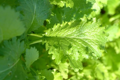 Food, vegetables, Asian mustard lettuce in the garden bed