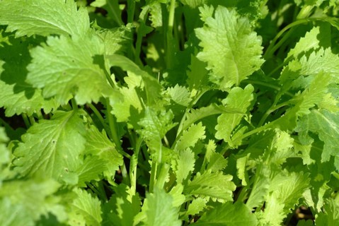 Food, vegetables, Asian mustard lettuce in the garden bed