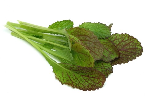 Salat, Gemüse, Rohkoste, Rote Senfsprossen, Brassica juncea / Senfgras, Blattsenf, Indischer Senf,