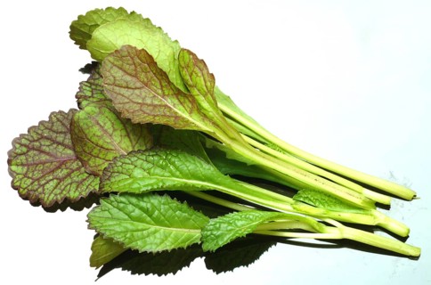 Salat, Gemüse, Rohkoste, Rote Senfsprossen, Brassica juncea / Senfgras, Blattsenf, Indischer Senf,