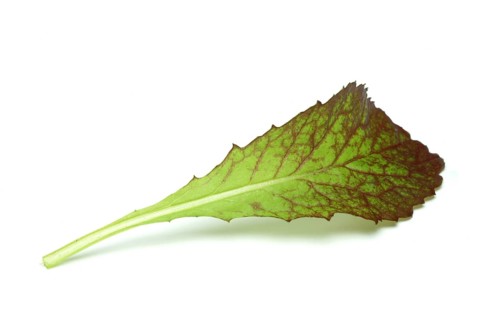 Salat, Gemüse, Rohkoste, Rote Senfsprossen, Brassica juncea / Senfgras, Blattsenf, Indischer Senf,