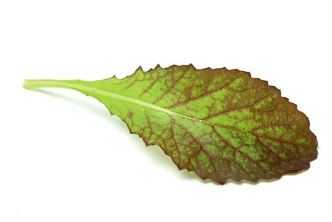 Salat, Gemüse, Rohkoste, Rote Senfsprossen, Brassica juncea / Senfgras, Blattsenf, Indischer Senf,