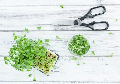 Fresh cutted Cress as high detailed close-up shot on a vintage wooden table (selective focus)