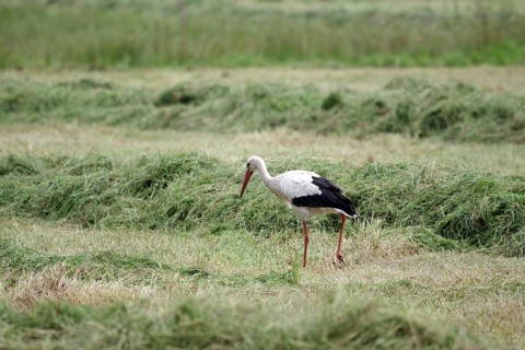 White stork (Ciconia ciconia), Bird, Meadow, A stork searches for food between swathes of hay