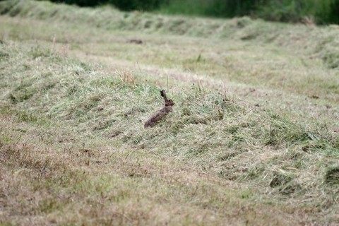European hare (Lepus europaeus), hay, wild animal, An adult hare sits in a swath of hay in the