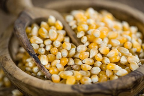 Dried Corn (detailed close-up shot, selective focus) on vintage wooden background