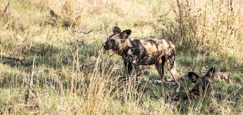 African Wild Dogs (Lycaon Pictus) in Kruger National Park, South Africa, Africa