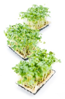 Portion of Cress (as close-up shot) isolated on white background