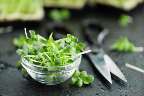 Portion of Cress as detailed close up shot on a slate slab (selective focus)