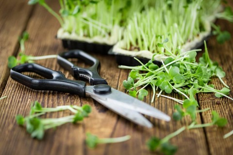 Fresh cutted Cress as high detailed close-up shot on a vintage wooden table (selective focus)