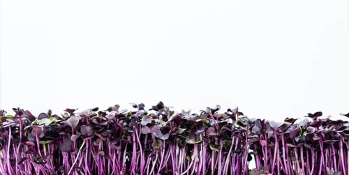 Portion of Cress (as close-up shot) isolated on white background