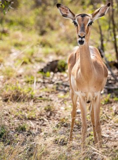 Female Impala (Aepyceros Melampus) portrait in Kruger National Park, South Africa, Africa