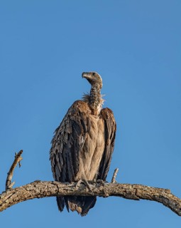 Vulture (Gyps Africanus) sitting on a branch in Kruger National Park, South Africa, Africa
