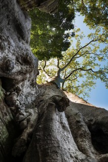 The famous Ta Prohm temple near Angkor Wat, Cambodia, Asia