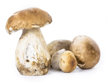 Fresh Porcinis (raw) isolated on white background (selective focus)