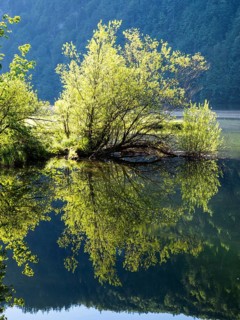 Morning atmosphere, reflection, Toplitzsee, Salzkammergut, Styria, Austria, Europe