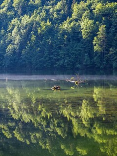 Morning atmosphere, reflection, Toplitzsee, Salzkammergut, Styria, Austria, Europe