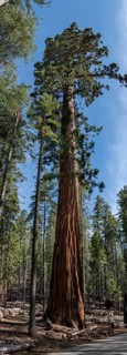 Giant Sequoia in Mariposa, Yosemite National Park, California, USA, North America