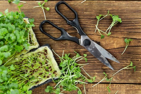 Cutted Cress on a vintage background as detailed close-up shot (selective focus)