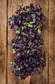 Cress on a vintage background as detailed close-up shot (selective focus)