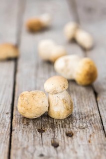 Fresh Porcinis (raw) on a vintage background as detailed close-up shot (selective focus)