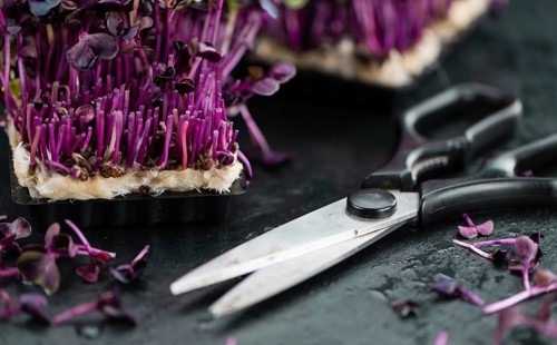 Portion of Cress as detailed close up shot on a slate slab (selective focus)